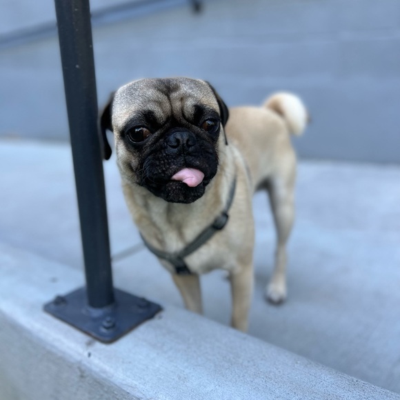 Meet your Posher, Nicholas - Picture 5 of 7